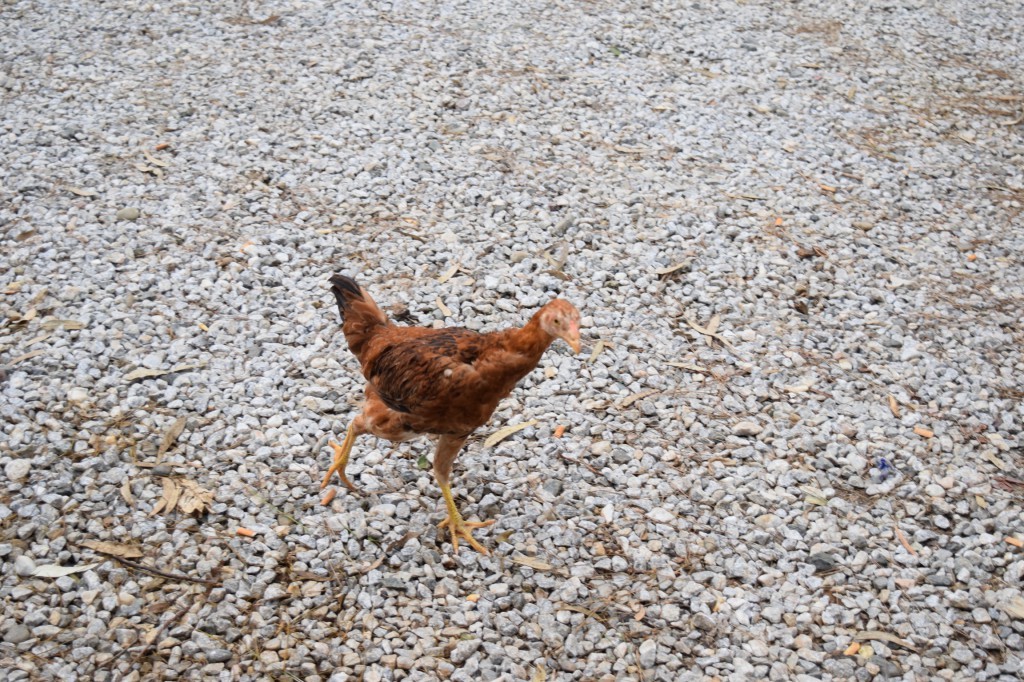 Metinin yeri hisarönü