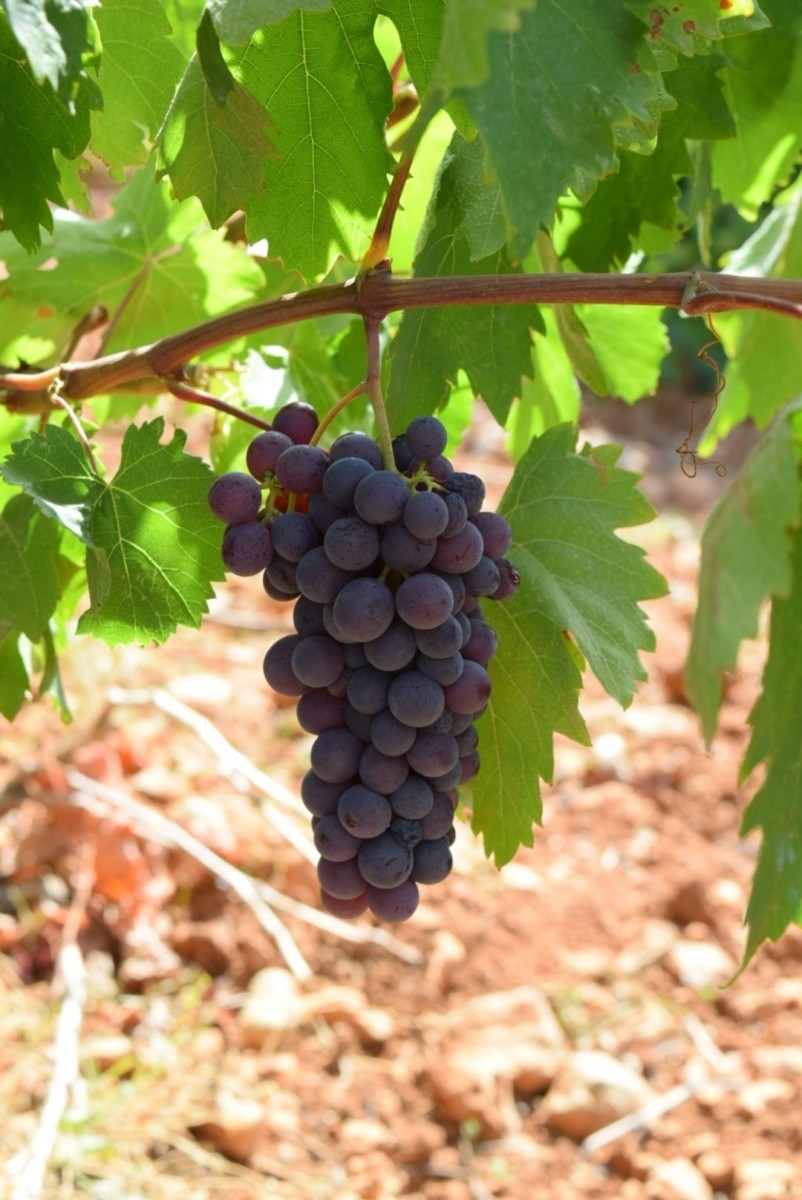 çal karası denizli çal
